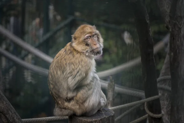 Macaco Bárbaro Também Conhecido Como Macaco Bárbaro Macaco Bárbaro Uma — Fotografia de Stock