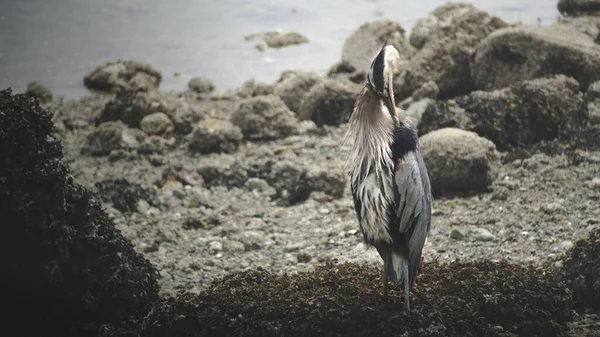 Heron Alimentación Aves Stanley Park Vancouver Canadá — Foto de Stock