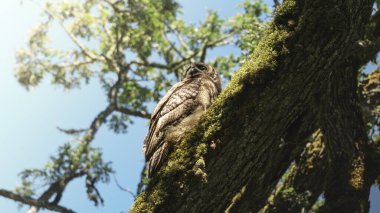 Victoria BC Kanada 'daki Douglas Park' taki ağaçta saklanan baykuş.