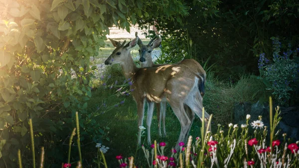 加拿大维多利亚州的两名年轻鹿儿 — 图库照片