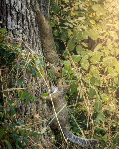 Beijar Esquilos Árvore Natureza Vida Selvagem Incrível Tiro Raro — Fotografia de Stock