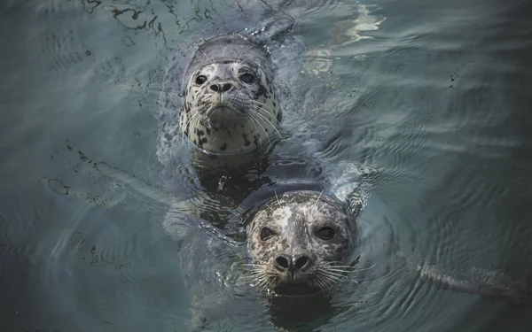 Carino Bambino Foca Portuale Victoria Sull Isola Vancouver — Foto Stock