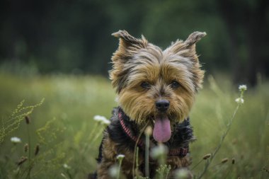 Slovakya Avrupa 'sında çimlerin üzerinde fotojenik Yorkshire Teriyeri Mia