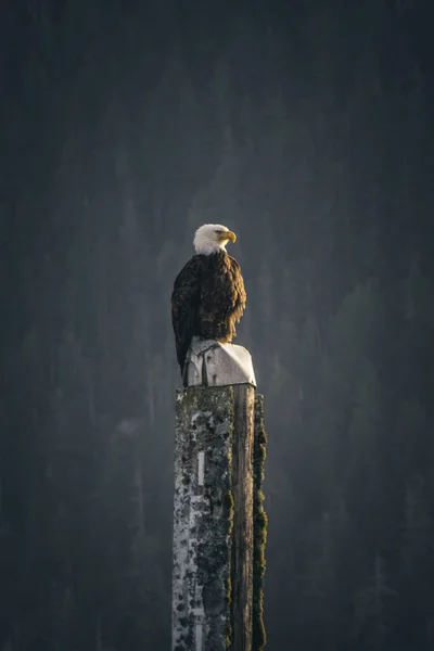 Bald Eagle Sitter Och Njuter Utsikten Morgonen Havet — Stockfoto