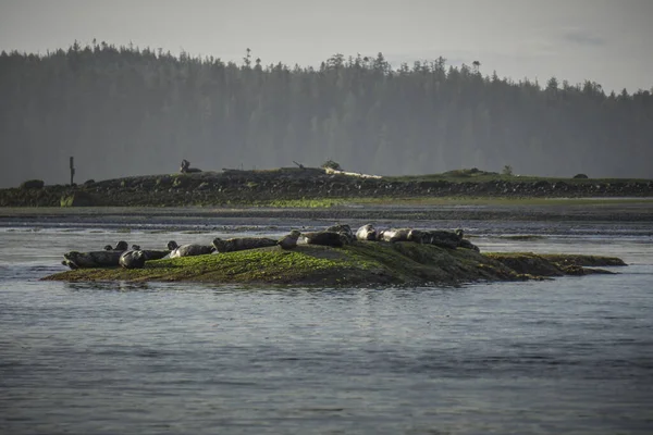 Foreste Isole Montagne Stanno Facendo Strati Durante Sole Tofino Canada — Foto Stock