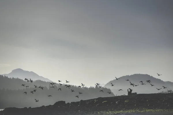 Ліси Острови Гори Вкриваються Шаром Під Час Сонячного Світла Тофіно — стокове фото