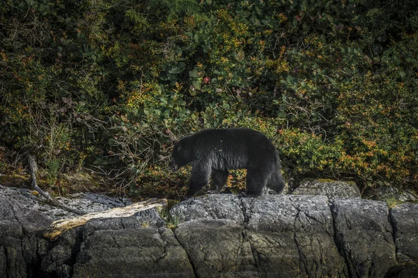 Most Incredible Coastline Viewing Black Bears Close Tofino Canada Bears — Stock Photo, Image