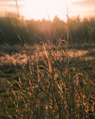 Tarlada renkli bitkiler ve çimenler.