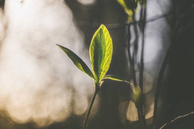 Güneş ışığı küçük yaprakların arasından geçiyor.