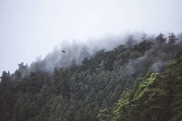Узбережжі Чудовий Ліс Фото Порому Між Вікторією Ванкувером Канада — стокове фото
