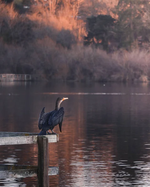 Птах Готовий Літати Пірсу Озері — стокове фото