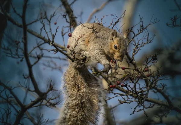 Adorable Squirrel Sitting Branch Eating Red Berry Wildlife Encounter Vancouver Royalty Free Stock Photos