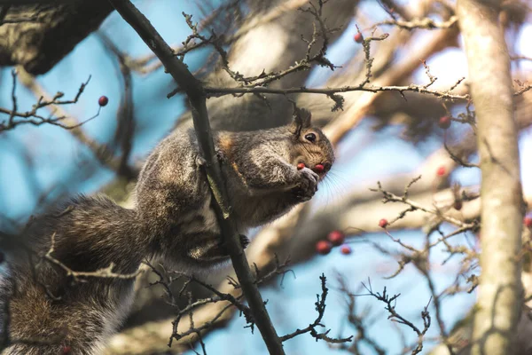 Adorable Squirrel Sitting Branch Eating Red Berry Wildlife Encounter Vancouver Stock Picture