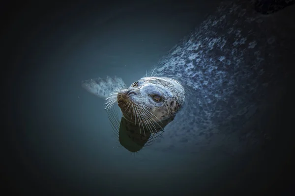 Cute Pacific Harbor Seal Victoria Vancouver Island Stock Picture