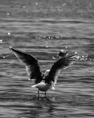 Kanada 'da Pasifik Okyanusu' nun batı kıyısında uçan martılar..