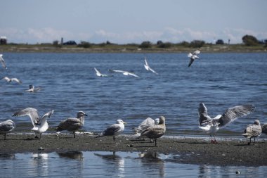 Kanada 'da Pasifik Okyanusu' nun batı kıyısında uçan martılar..