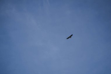 Vancouver Kanada 'daki English Bay üzerinde uçan kel kartal.