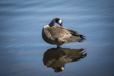 Stanley Park 'taki gölde renkli ördek