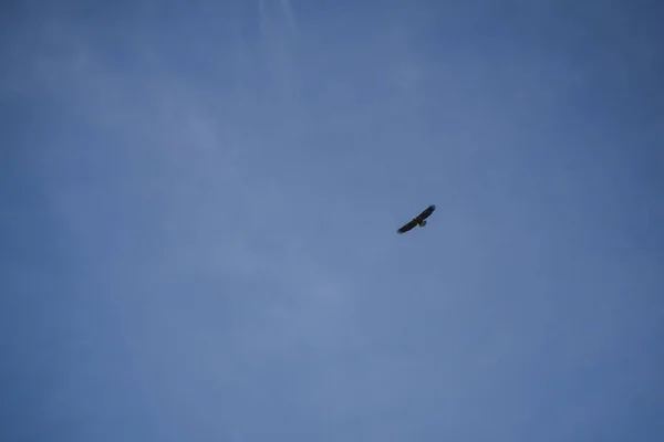 Flying Bald Eagle English Bay Vancouver Canada — Stock Photo, Image