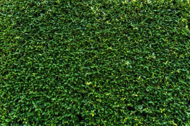 Yeşil çim duvar arkaplanı