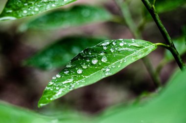 Yaprağın üzerine su damlası 