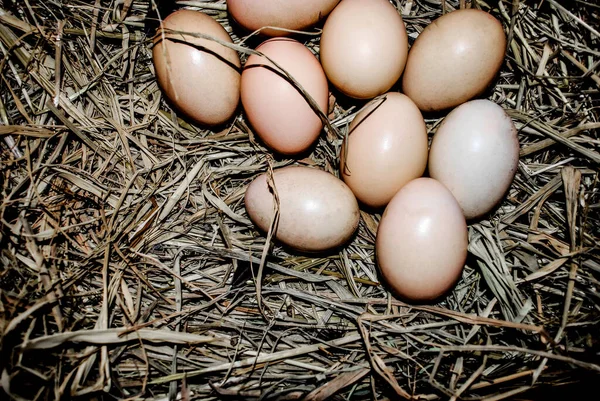 Bovenaanzicht Eieren Een Rietje — Stockfoto