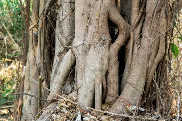 森の中の大きな根 — ストック写真