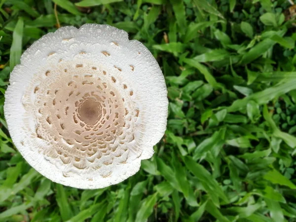 Vista Superior Cabeças Cogumelos Grama — Fotografia de Stock
