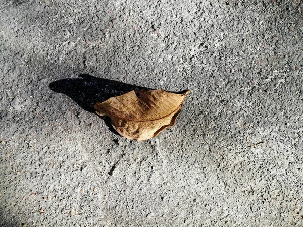 Dry Leaves Ground — Stock Photo, Image