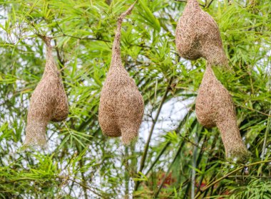 Ağaçtaki kuş yuvası 