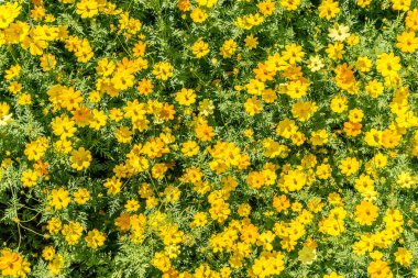 Bahçedeki sarı kozmos çiçeği.