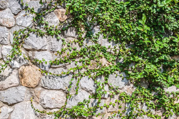 Hiedra Pared Piedra Con Espacio Copia — Foto de Stock