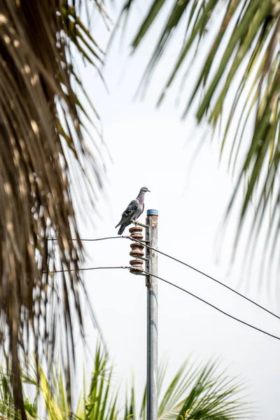 Elektrik direğindeki kuş