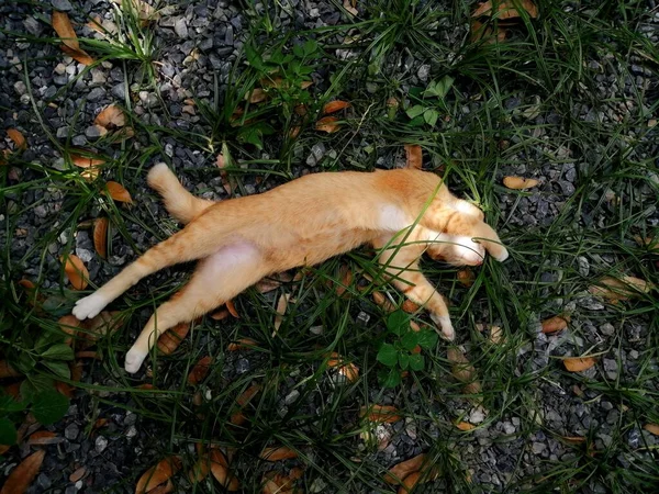Bahçede uyuyan kedi