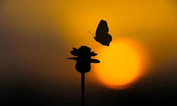 Silhouette Schmetterling Auf Blume Mit Sonnenuntergang Verschwommene Sonne Und Himmelshintergrund — Stockfoto