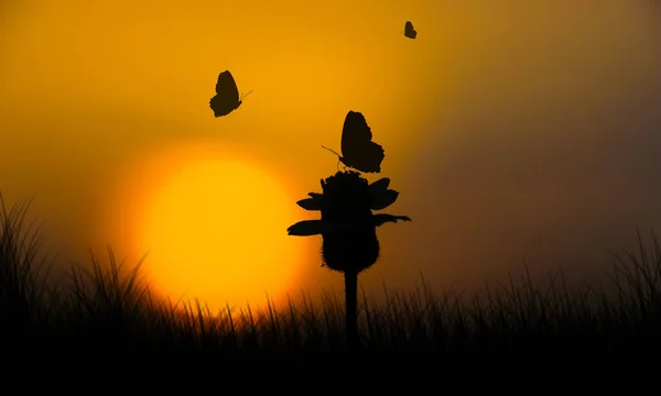 Silhouette butterfly on flower with sunset. Blurred sun and sky background