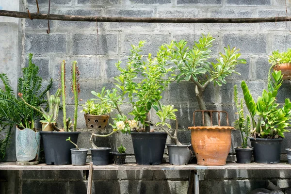 Pohon Dalam Pot Atas Meja Kayu Dengan Latar Belakang Dinding — Stok Foto