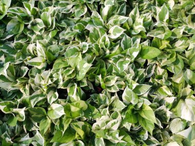 Üst görünüm yeşil yaprak arka planı