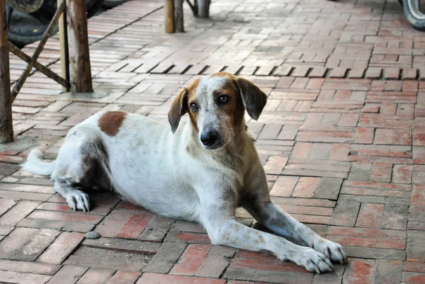 Köpek kaldırım taşında oturuyor.