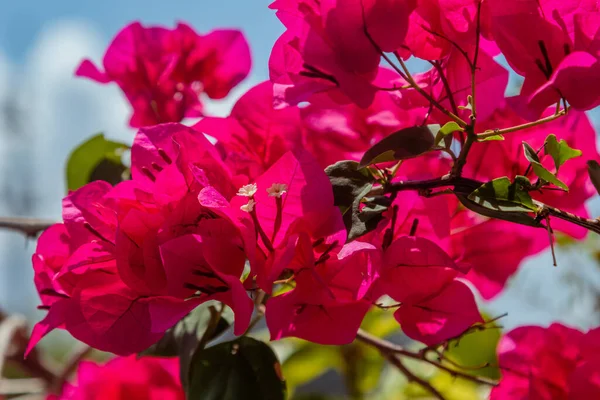 Flores Trinitárias Caribe Tropical — Fotografia de Stock