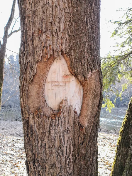 A beautiful hole in the bark of a tree that looks like a heart. And a good place for lovers, where you can perpetuate your names on a tree.