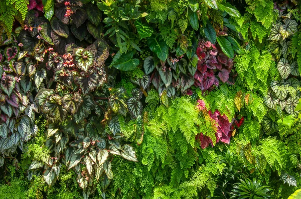 Textura Natural Padrão Floral Sem Costura Jardim Vertical Com Folhas — Fotografia de Stock