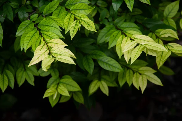 Nahtloses Blumenmuster Mit Jungen Frühlingsblättern Des Baumes Ist Die Natürliche — Stockfoto