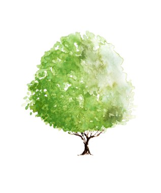 Yapraklı yeşil ağaç. El çizimi suluboya resim, beyaz arkaplanda izole.
