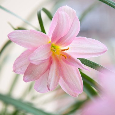 Bahçede yetişen güzel çiçek 