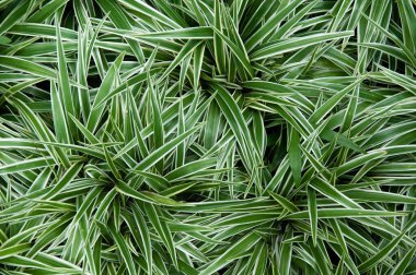 Yeşil bitkilerin doğal dokusu