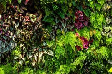 Yeşil bitkilerin doğal dokusu