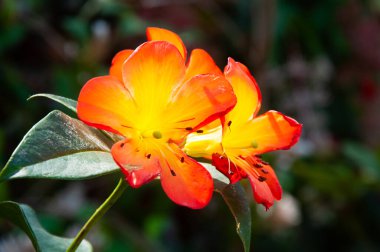  Parlak sarı çiçekler, yaklaşın