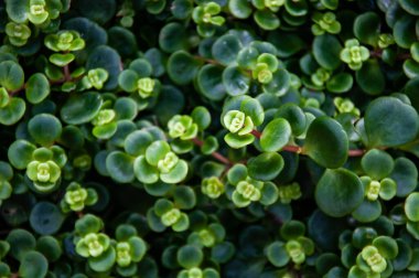 Yeşil bitkilerin doğal dokusu