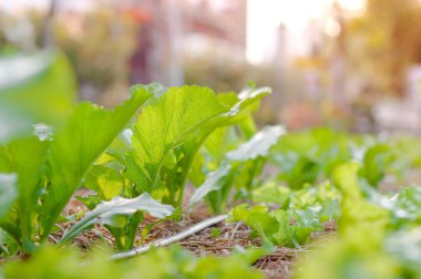 Yeşil bitkilerin doğal dokusu